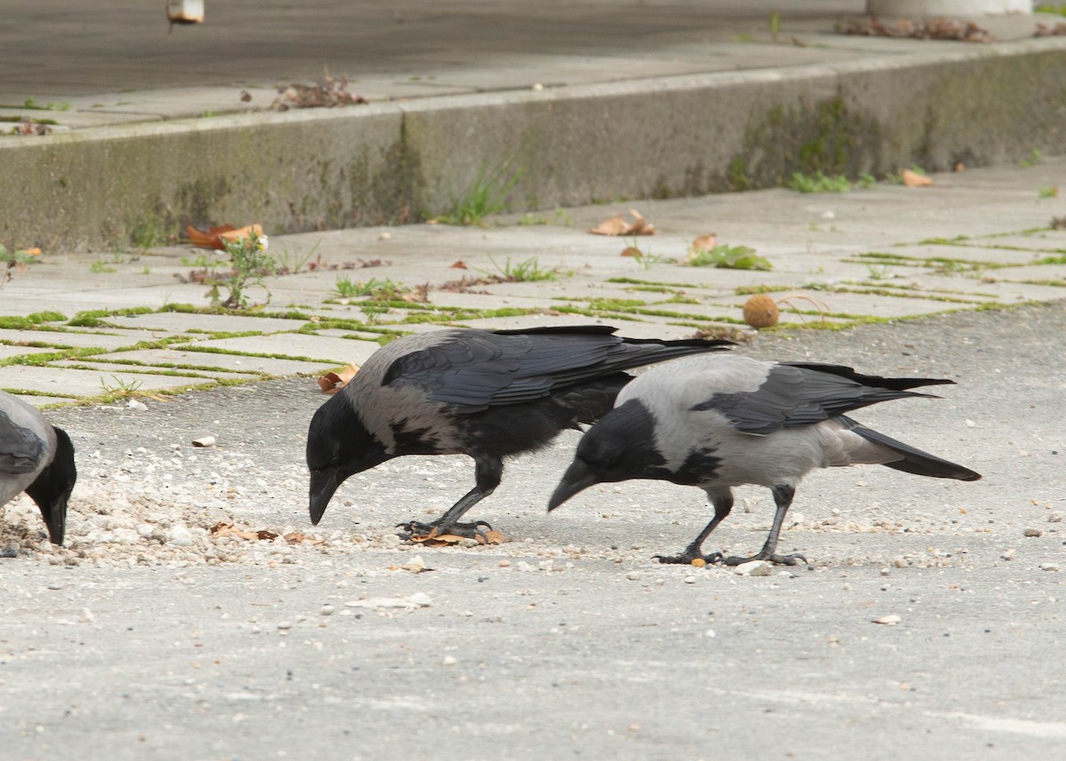 Carrion x Hooded Crow (hybrid) - ML644866820