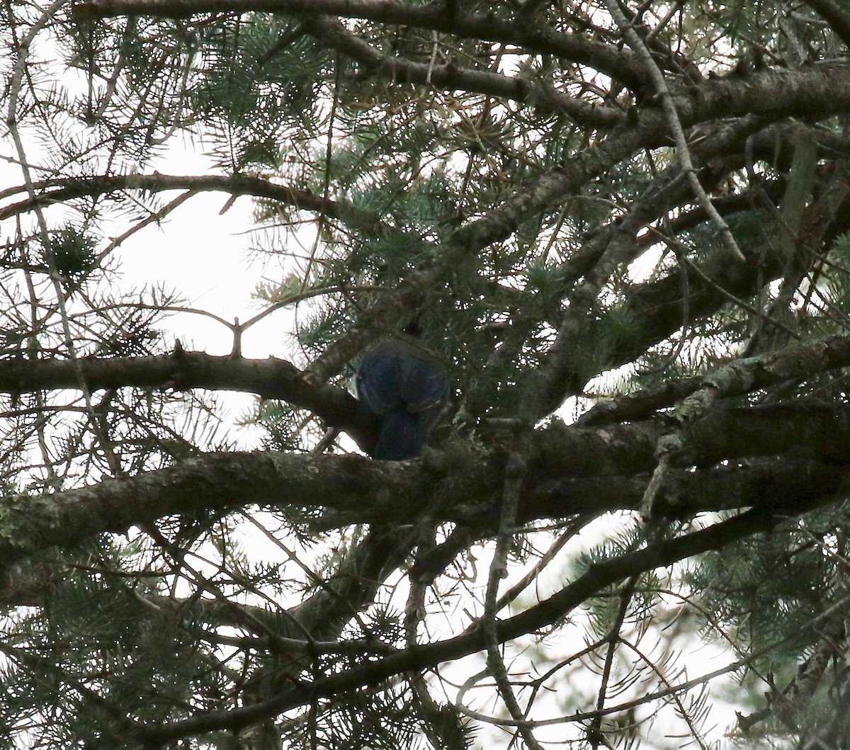 Chara de Steller - ML644866832