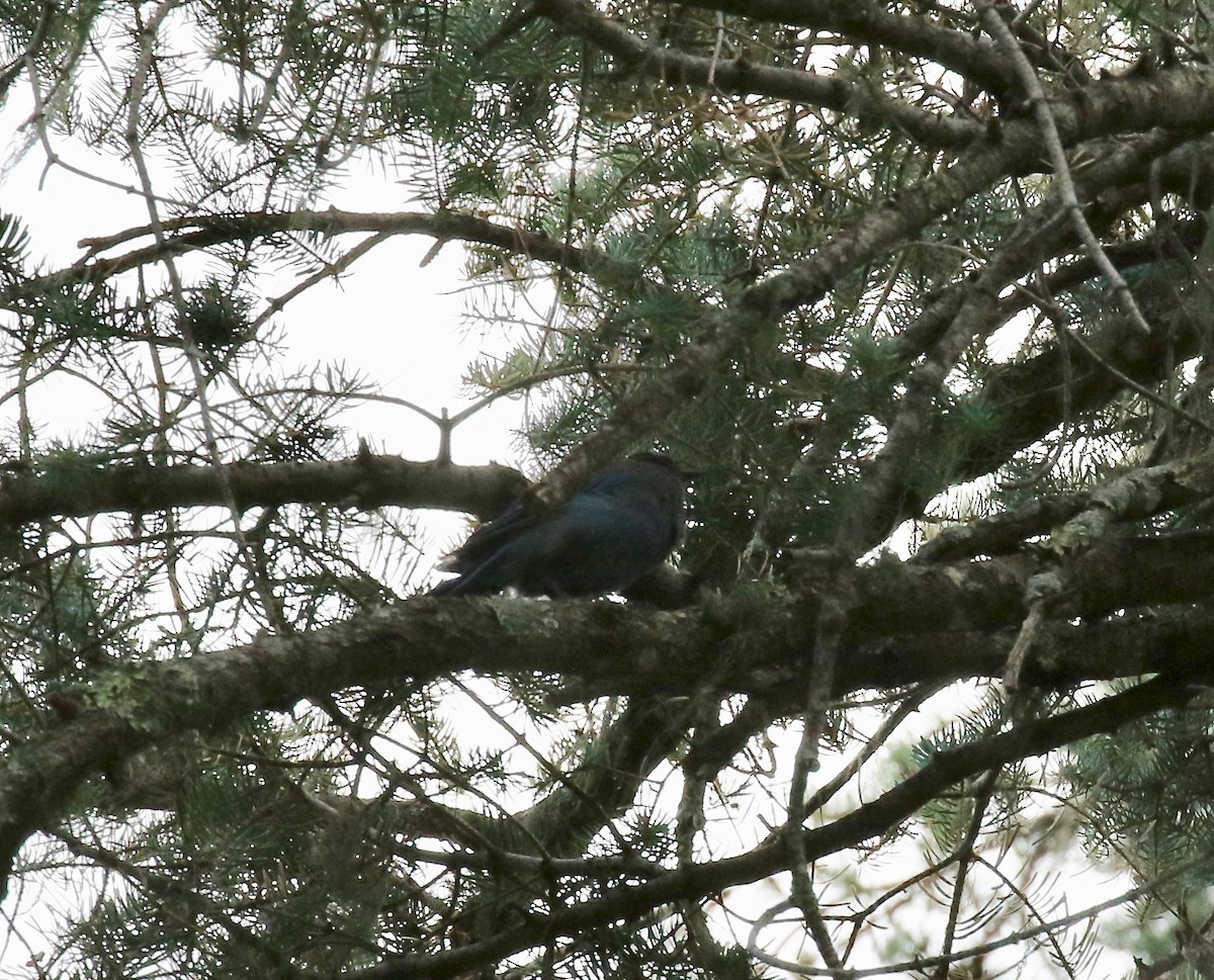 Chara de Steller - ML644866833