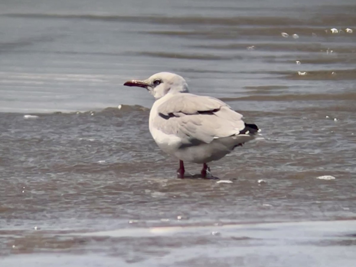 ズアオカモメ - ML644866854