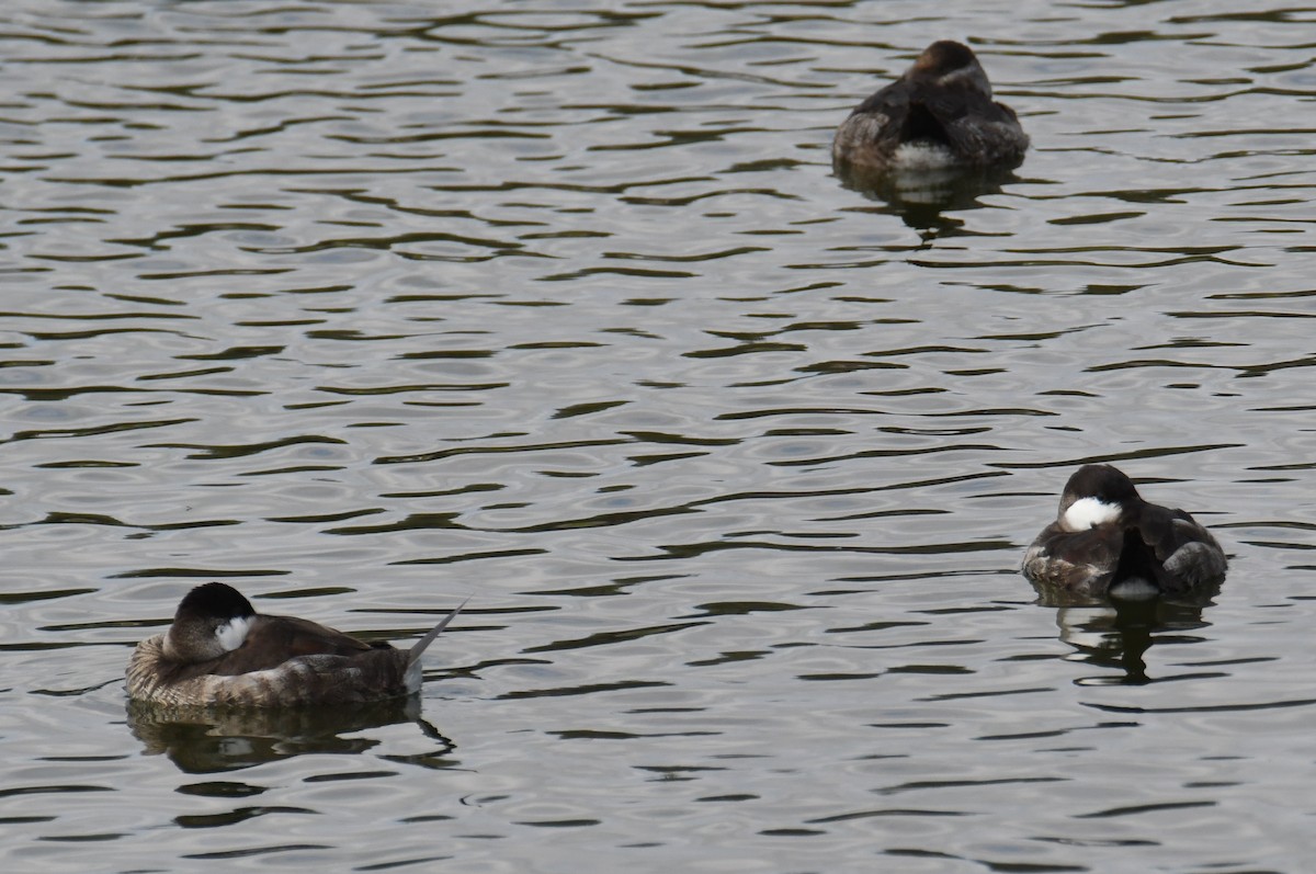 Ruddy Duck - ML644866865