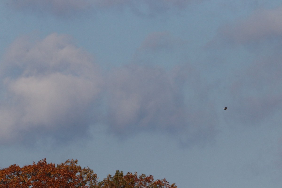 Bald Eagle - ML644866866