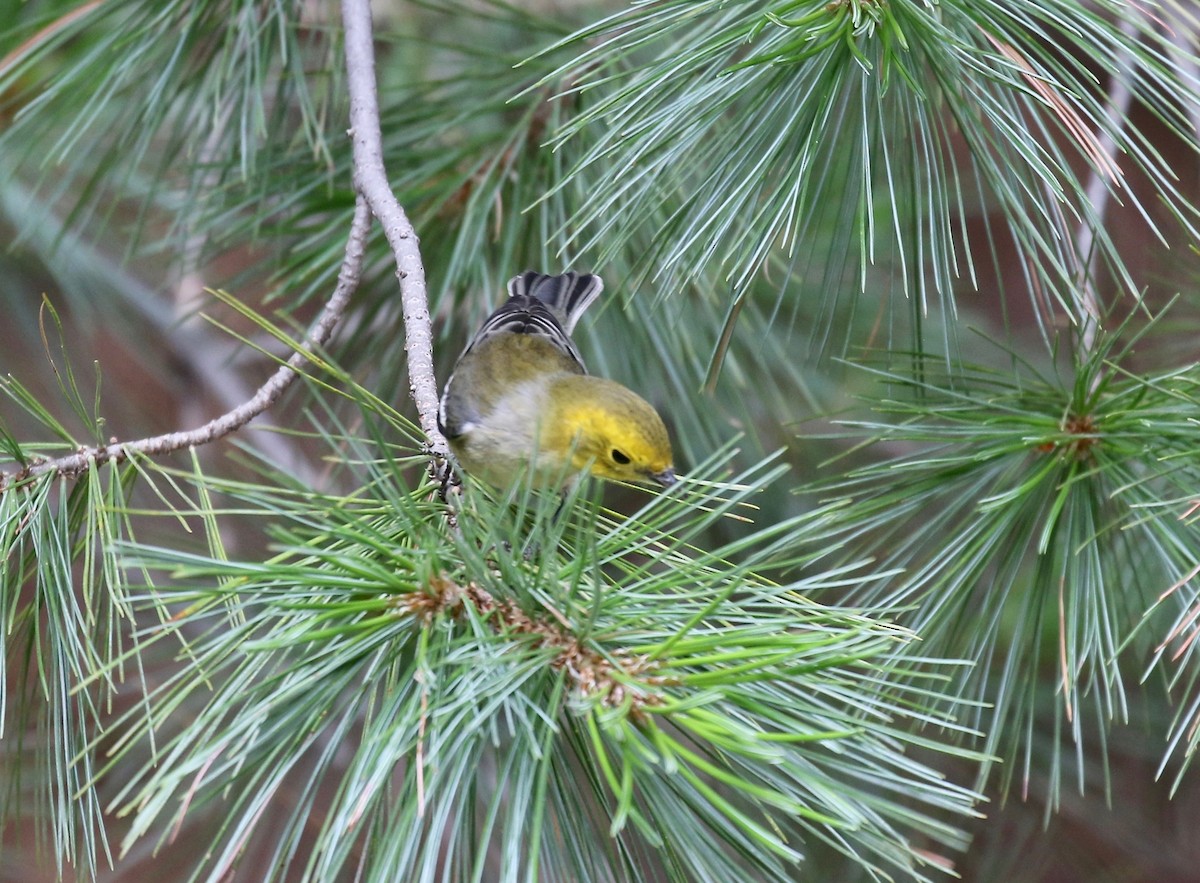 Paruline à tête jaune - ML644866876