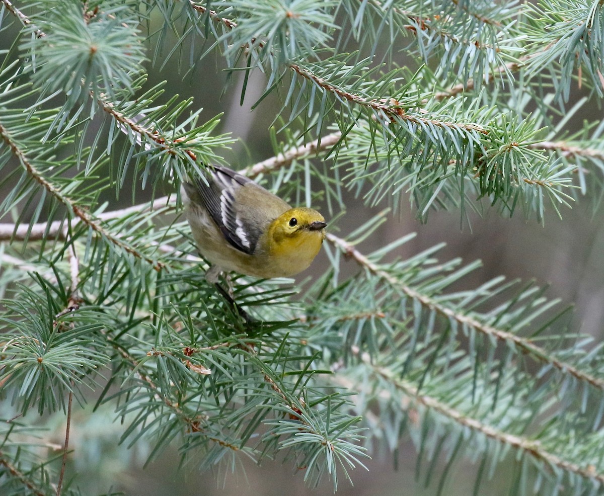 Paruline à tête jaune - ML644866878