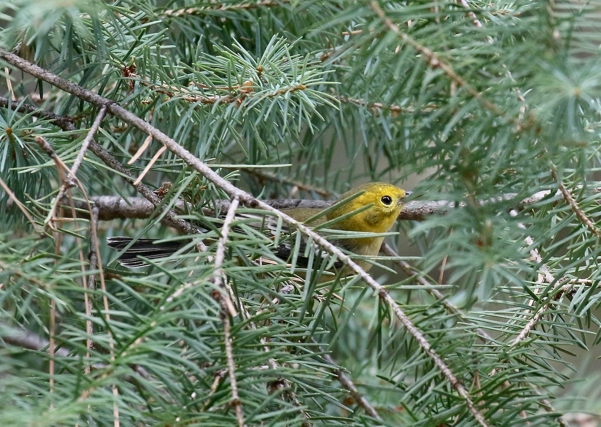 Paruline à tête jaune - ML644866879
