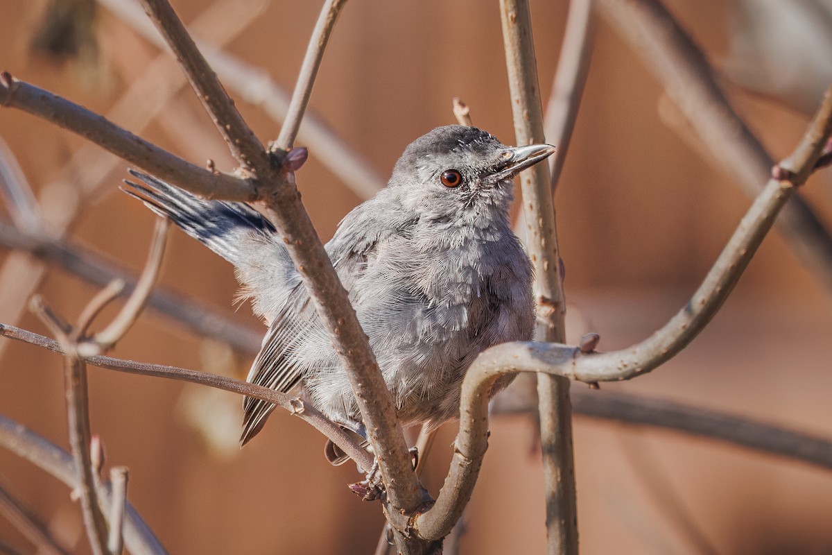 Gray Catbird - ML644866880