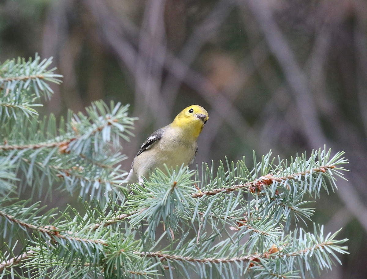 Paruline à tête jaune - ML644866881