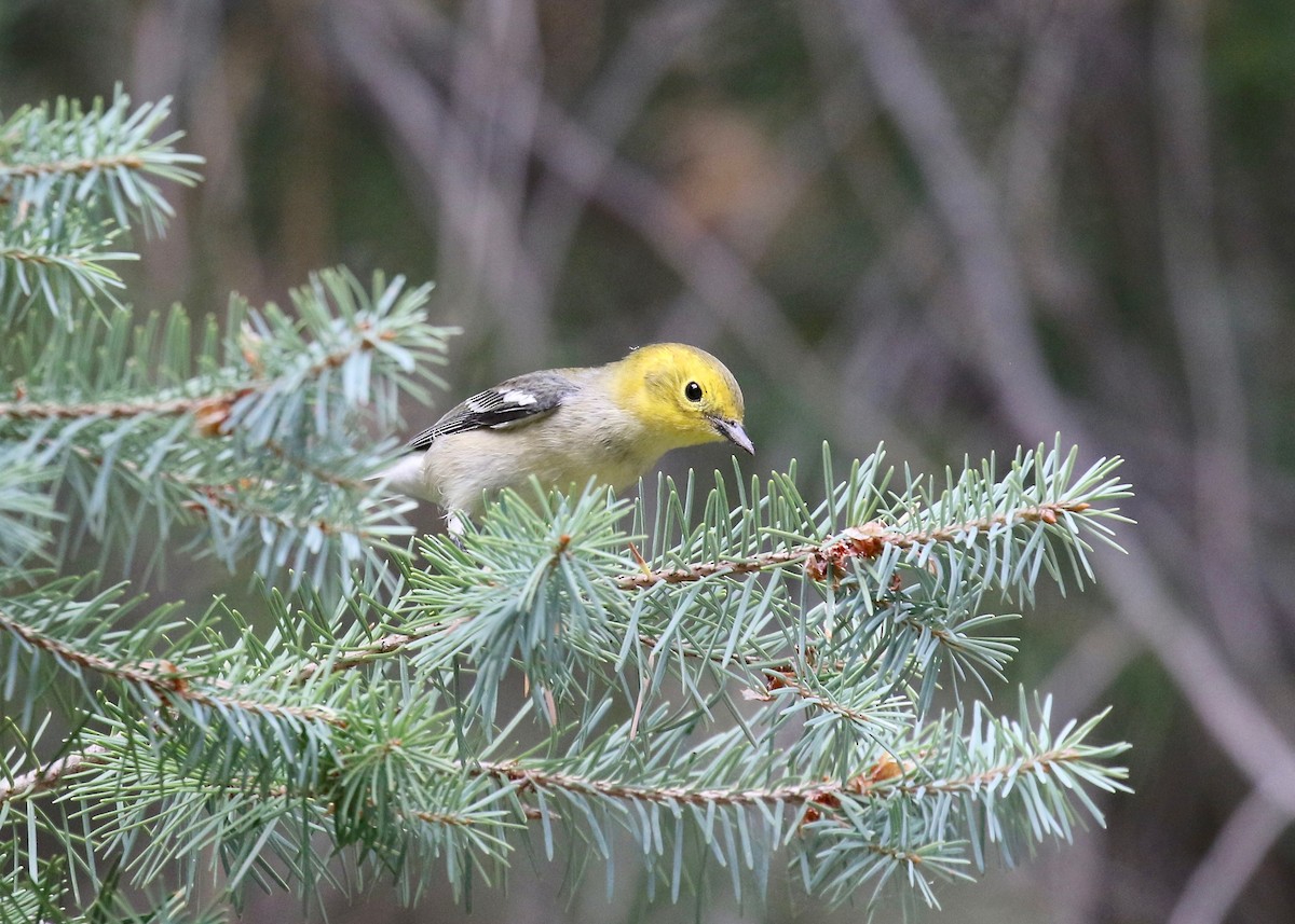 Paruline à tête jaune - ML644866882