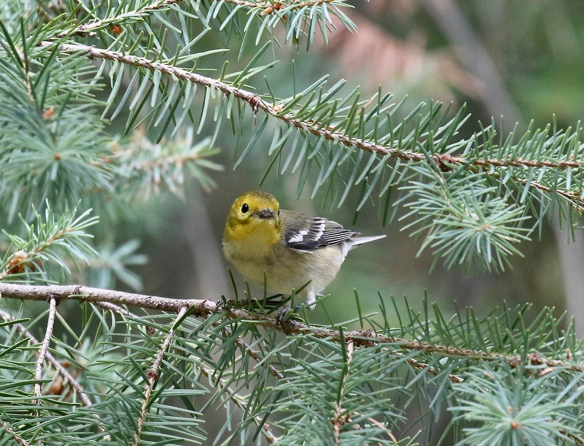 Paruline à tête jaune - ML644866883
