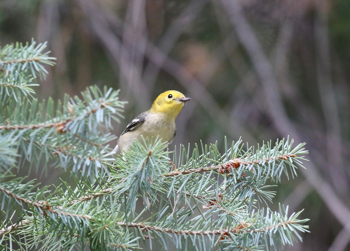 Paruline à tête jaune - ML644866884