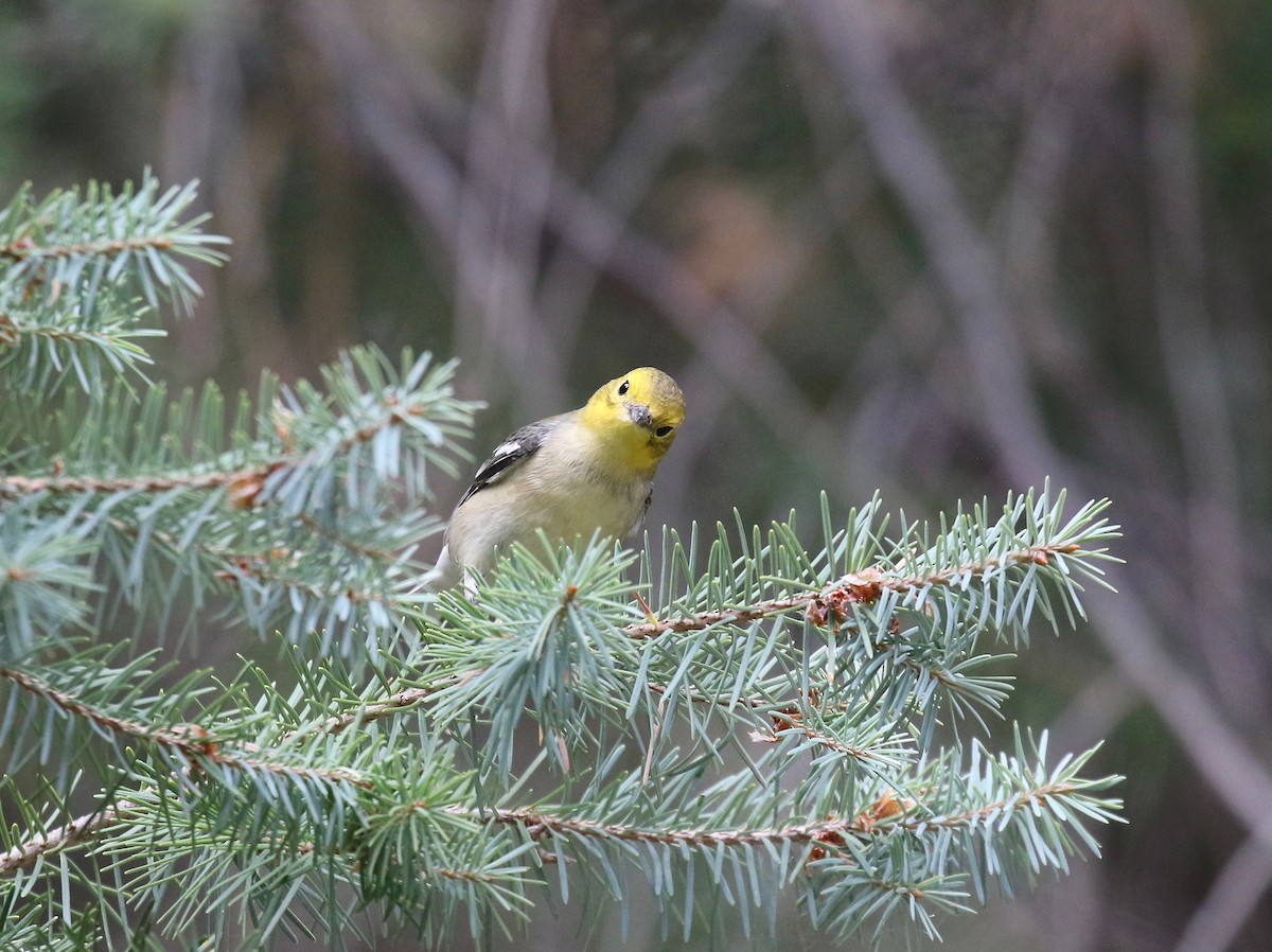 Paruline à tête jaune - ML644866885
