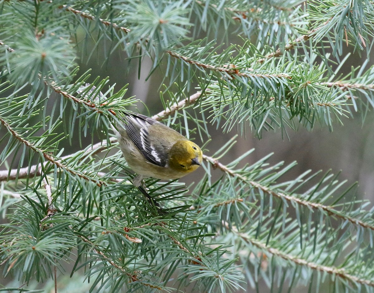 Paruline à tête jaune - ML644866886