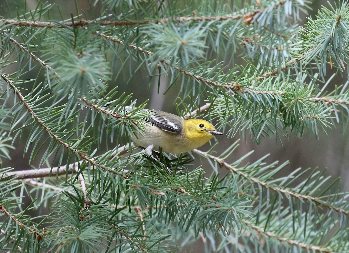 Paruline à tête jaune - ML644866889