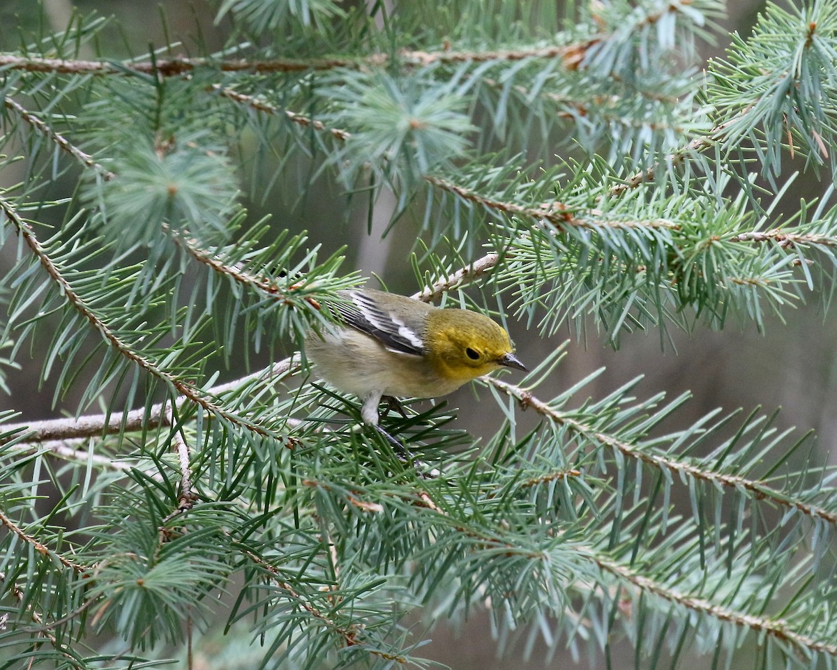 Paruline à tête jaune - ML644866890