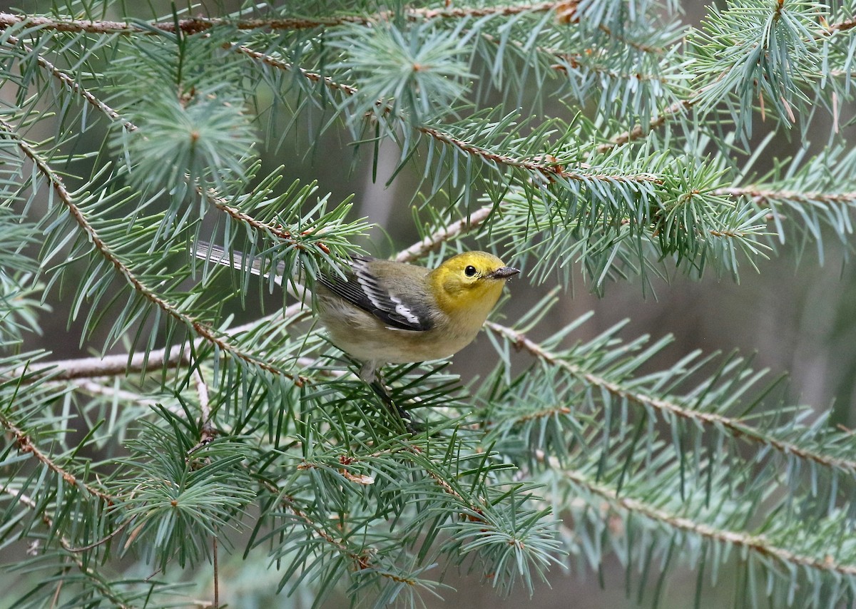 Paruline à tête jaune - ML644866893