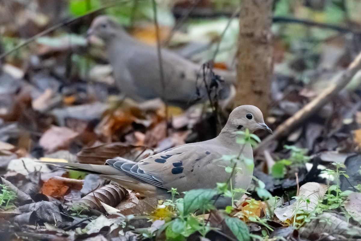 Mourning Dove - ML644866907