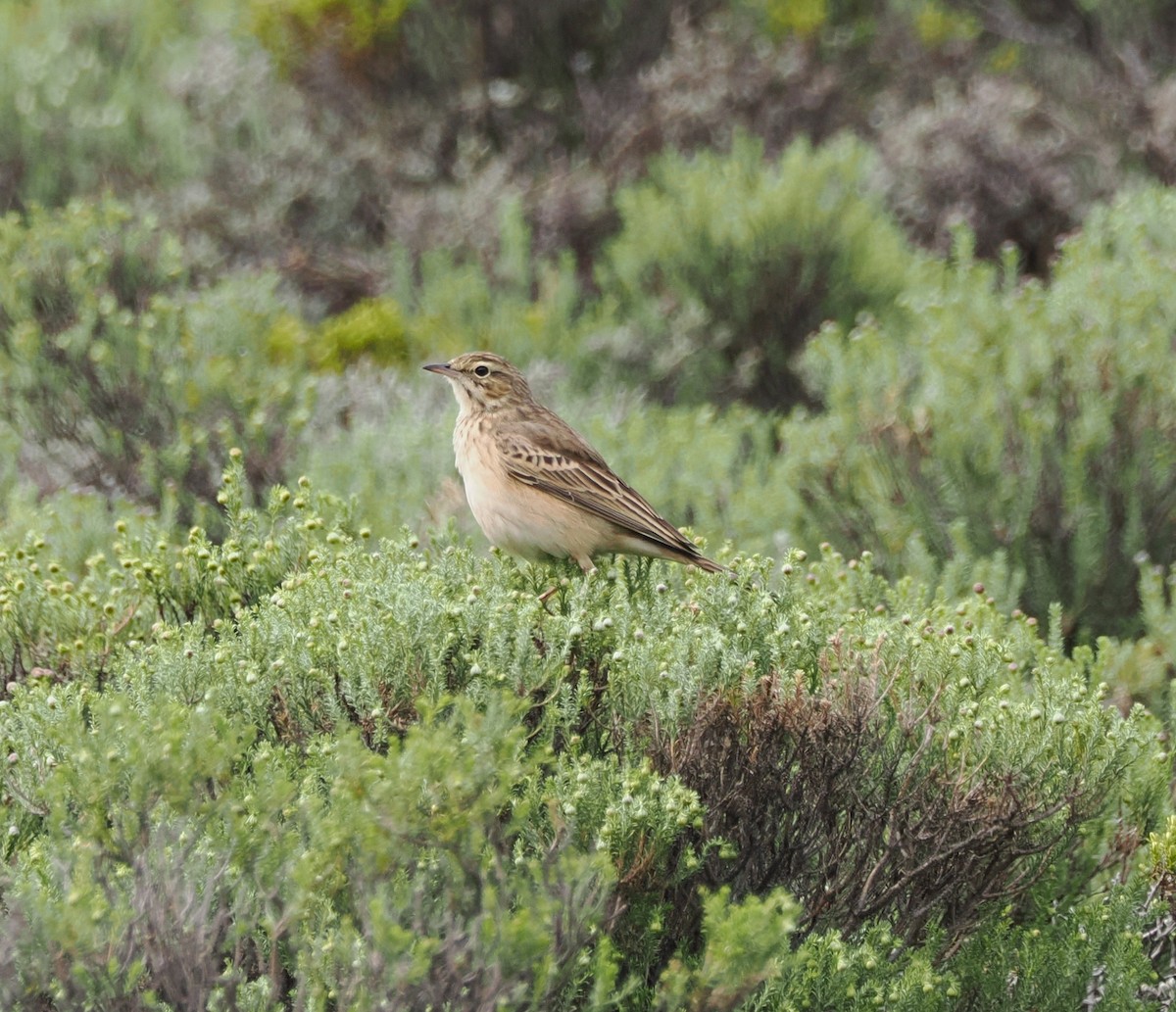 Mountain Pipit - ML644866916