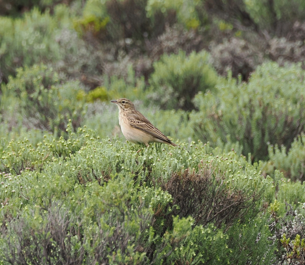 Mountain Pipit - ML644866917