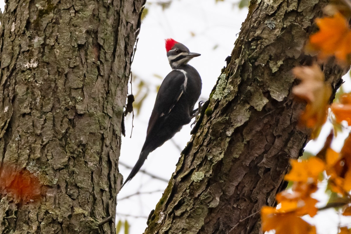 Pileated Woodpecker - ML644866919