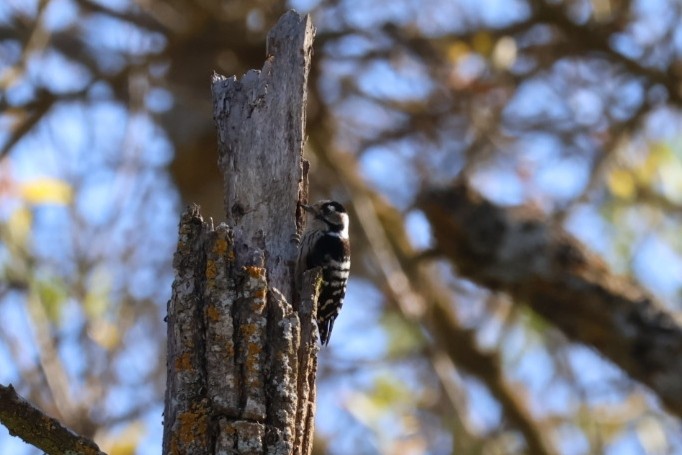 Lesser Spotted Woodpecker - ML644866920