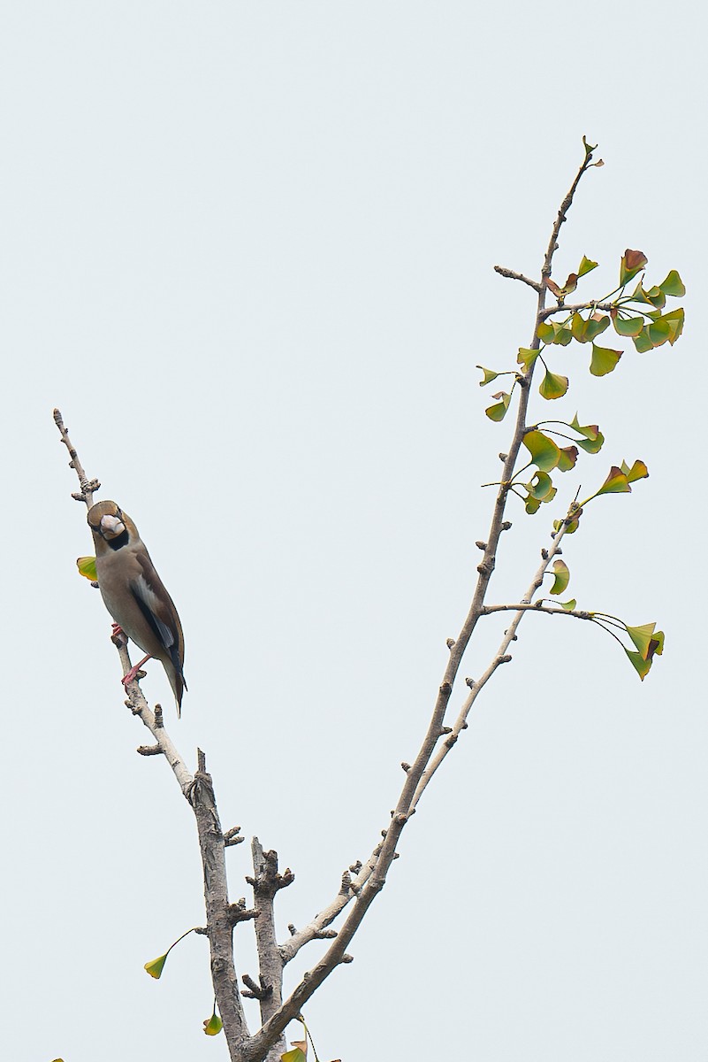 dlask tlustozobý - ML644866925