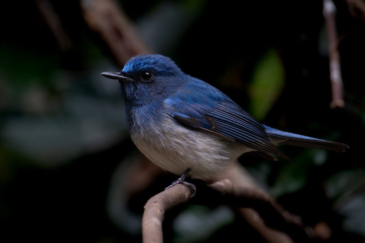 Hainan Blue Flycatcher - ML644866928