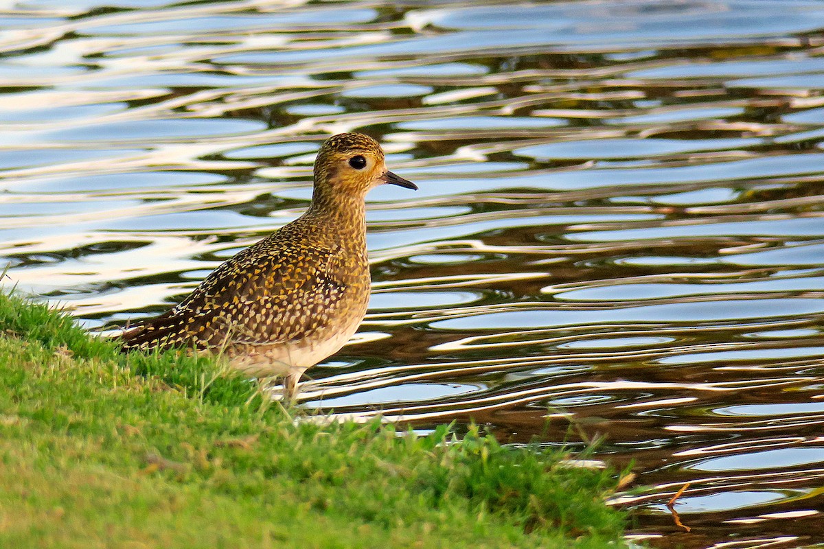 Сивка звичайна - ML644866932