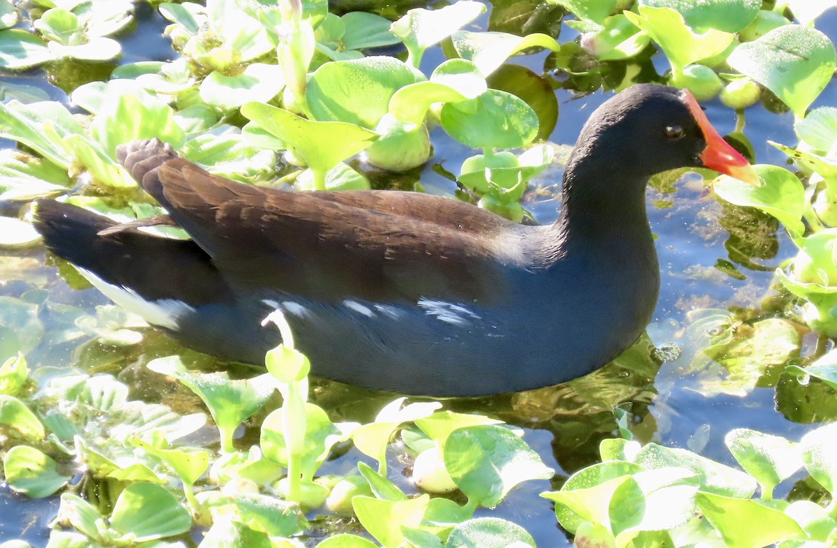 Common Gallinule - ML644866945