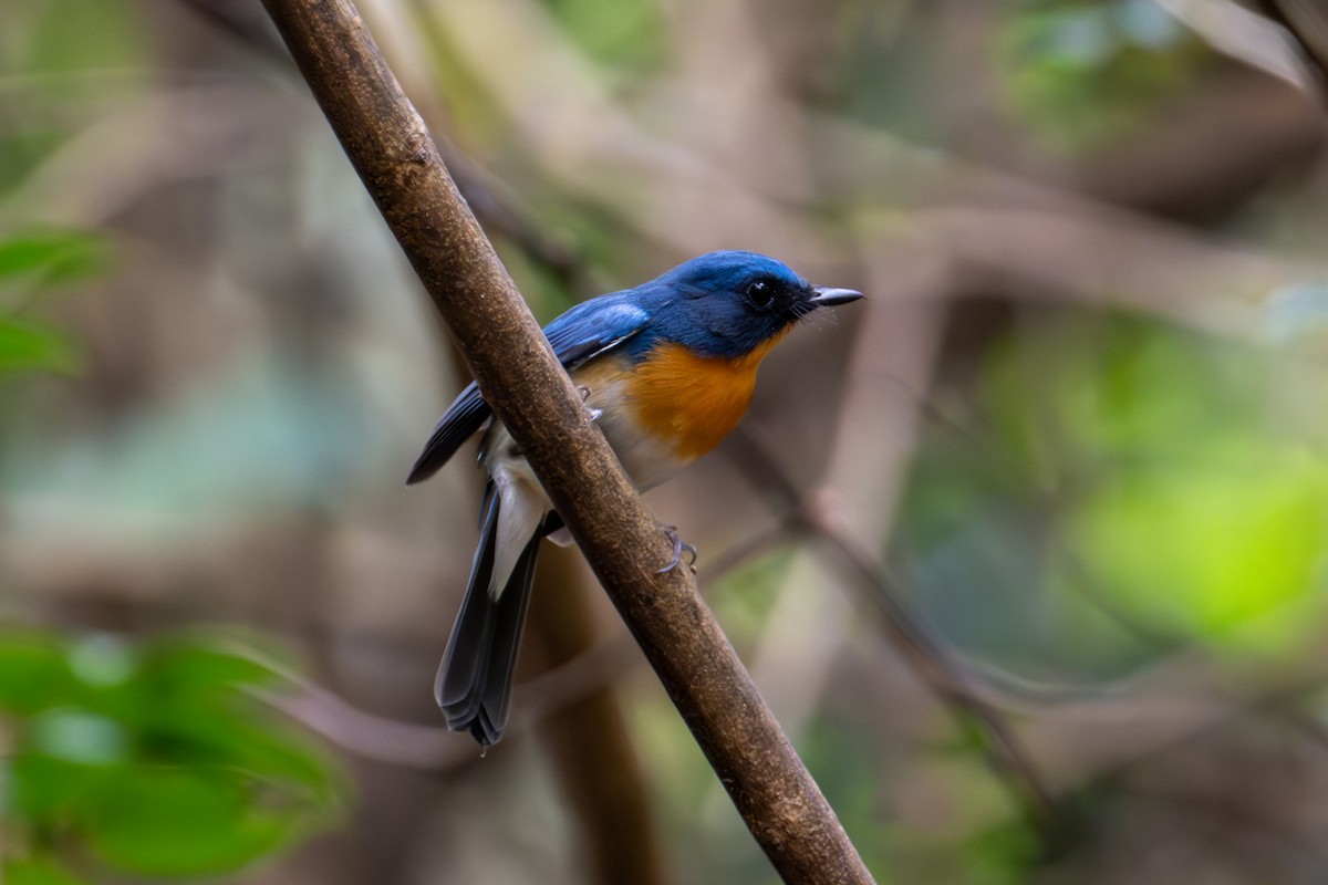 Indochinese Blue Flycatcher - ML644866955