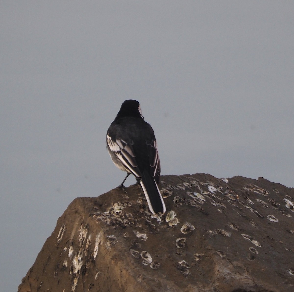 konipas bílý - ML644866963