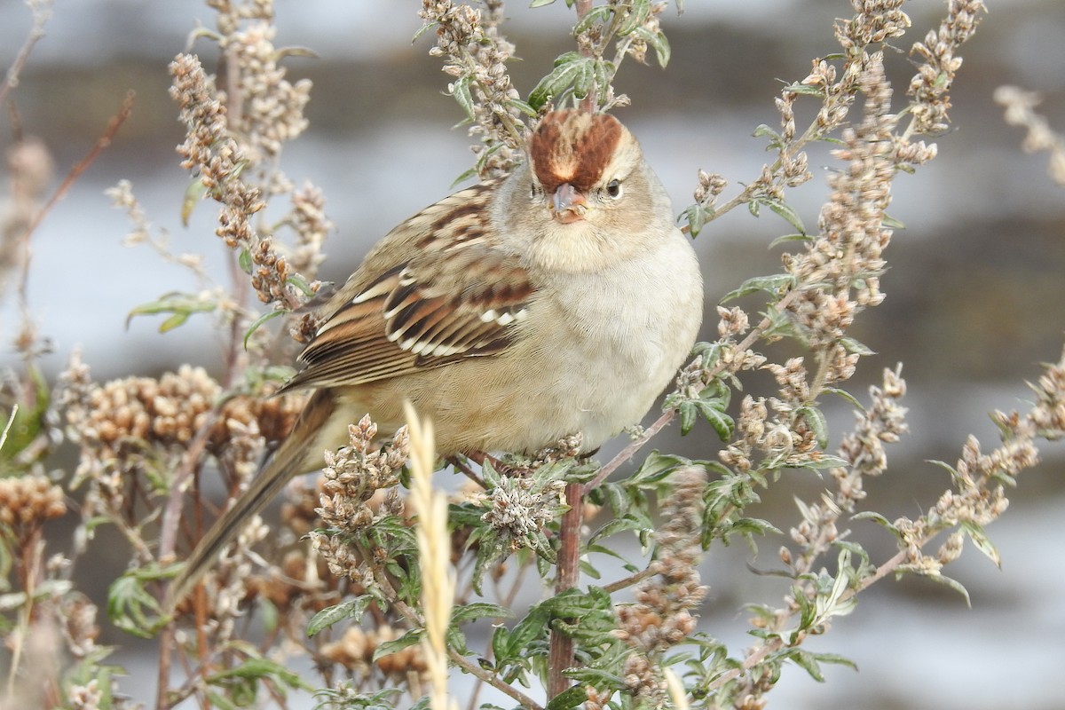 hvitkronespurv - ML644866972