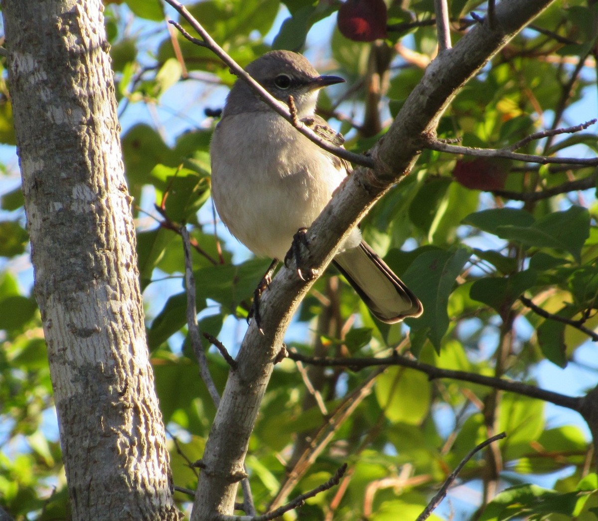Northern Mockingbird - ML644866973