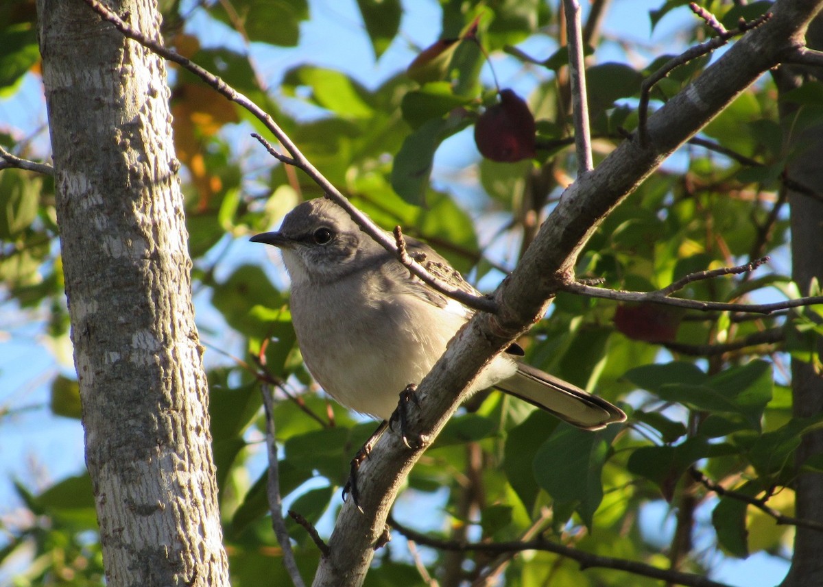 Northern Mockingbird - ML644866974