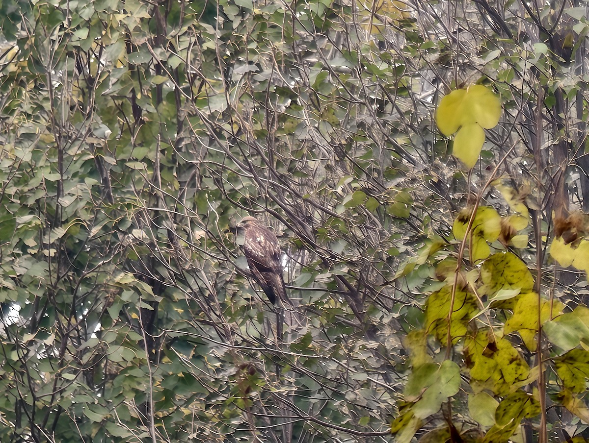 Buteo, unbestimmt - ML644866986