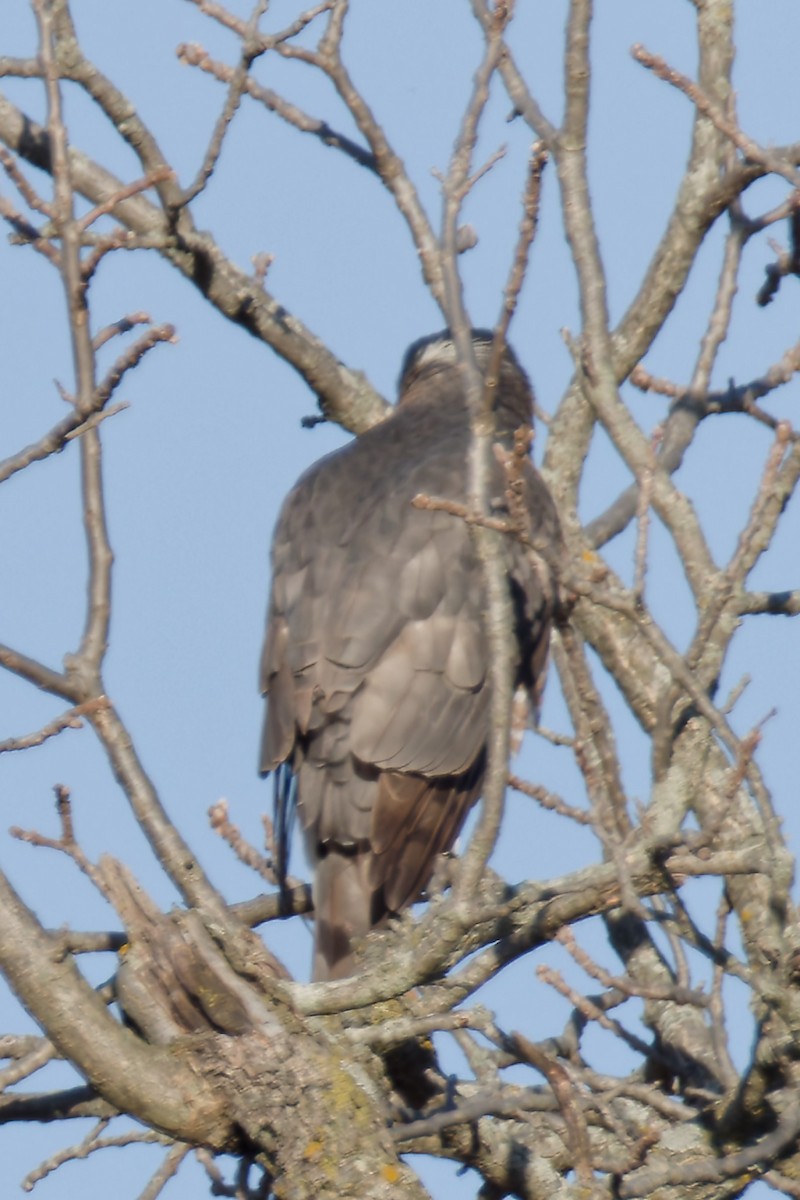 Cooper's Hawk - ML644866994