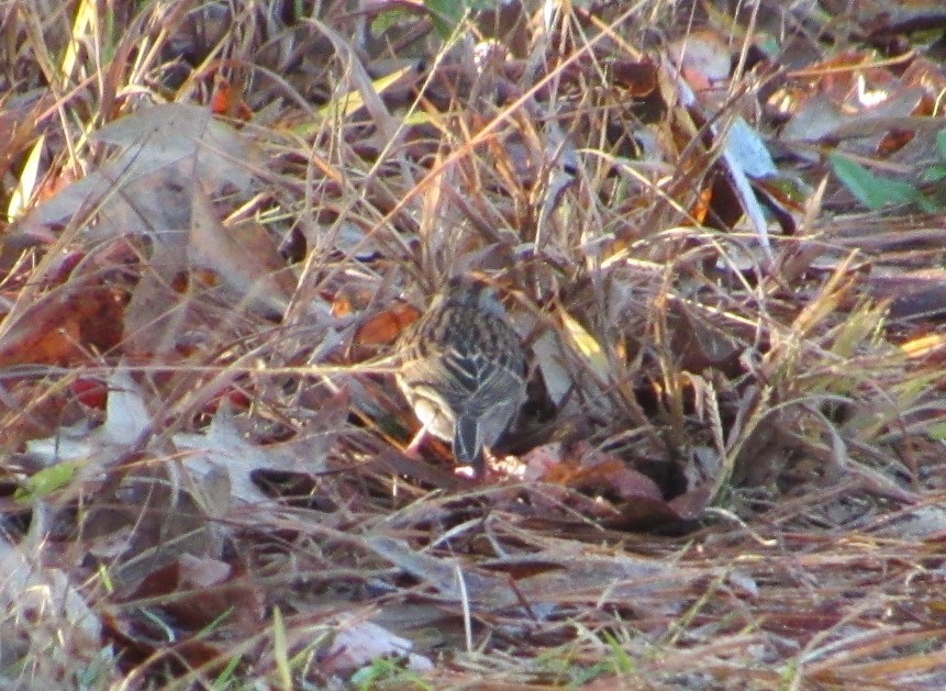 Field Sparrow - ML644866996