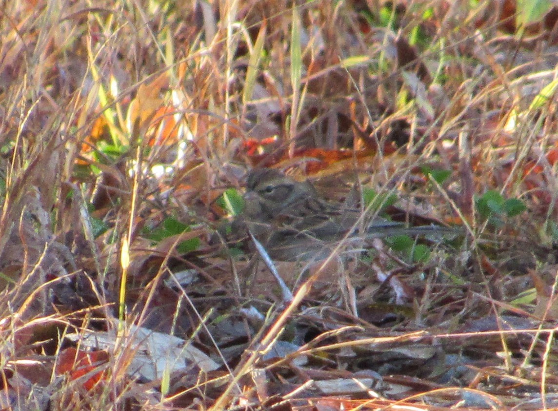 Field Sparrow - ML644866997