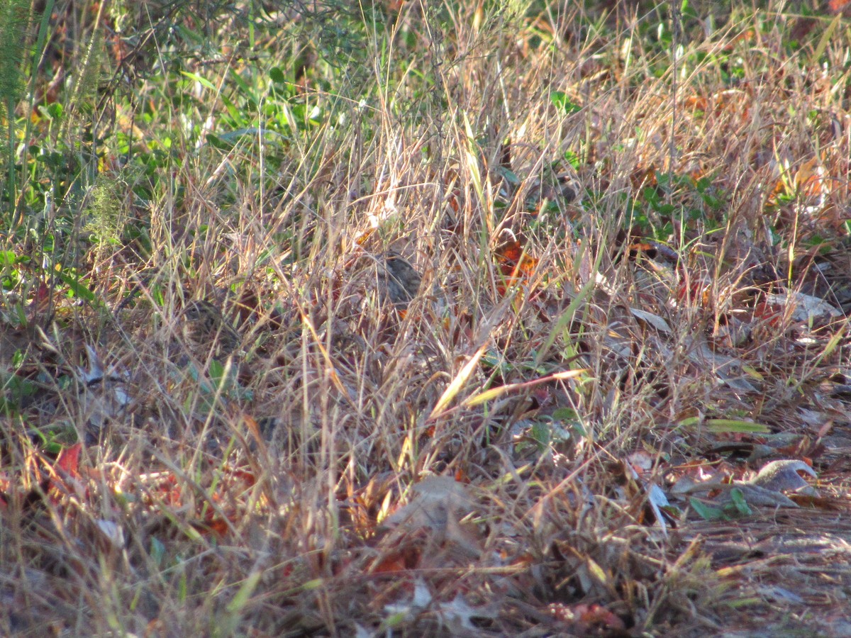 Field Sparrow - ML644866998