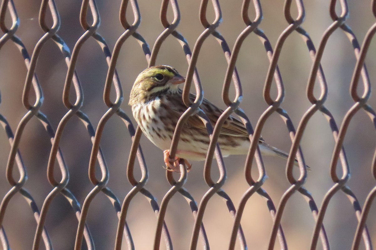 Savannah Sparrow - ML644867001