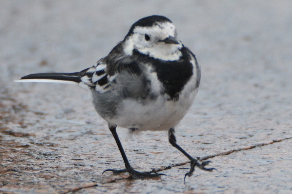 konipas bílý - ML644867008