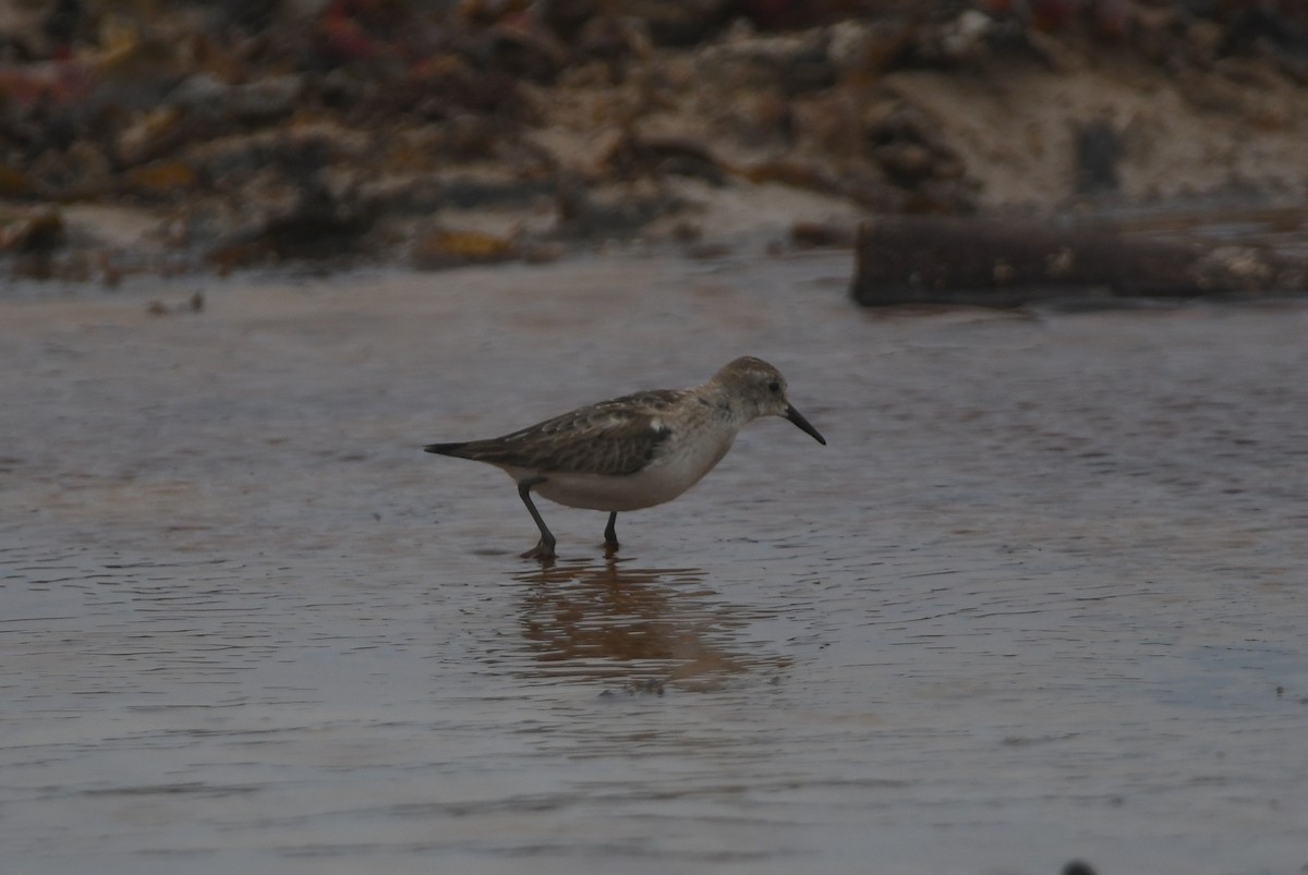 ヨーロッパトウネン - ML644867012