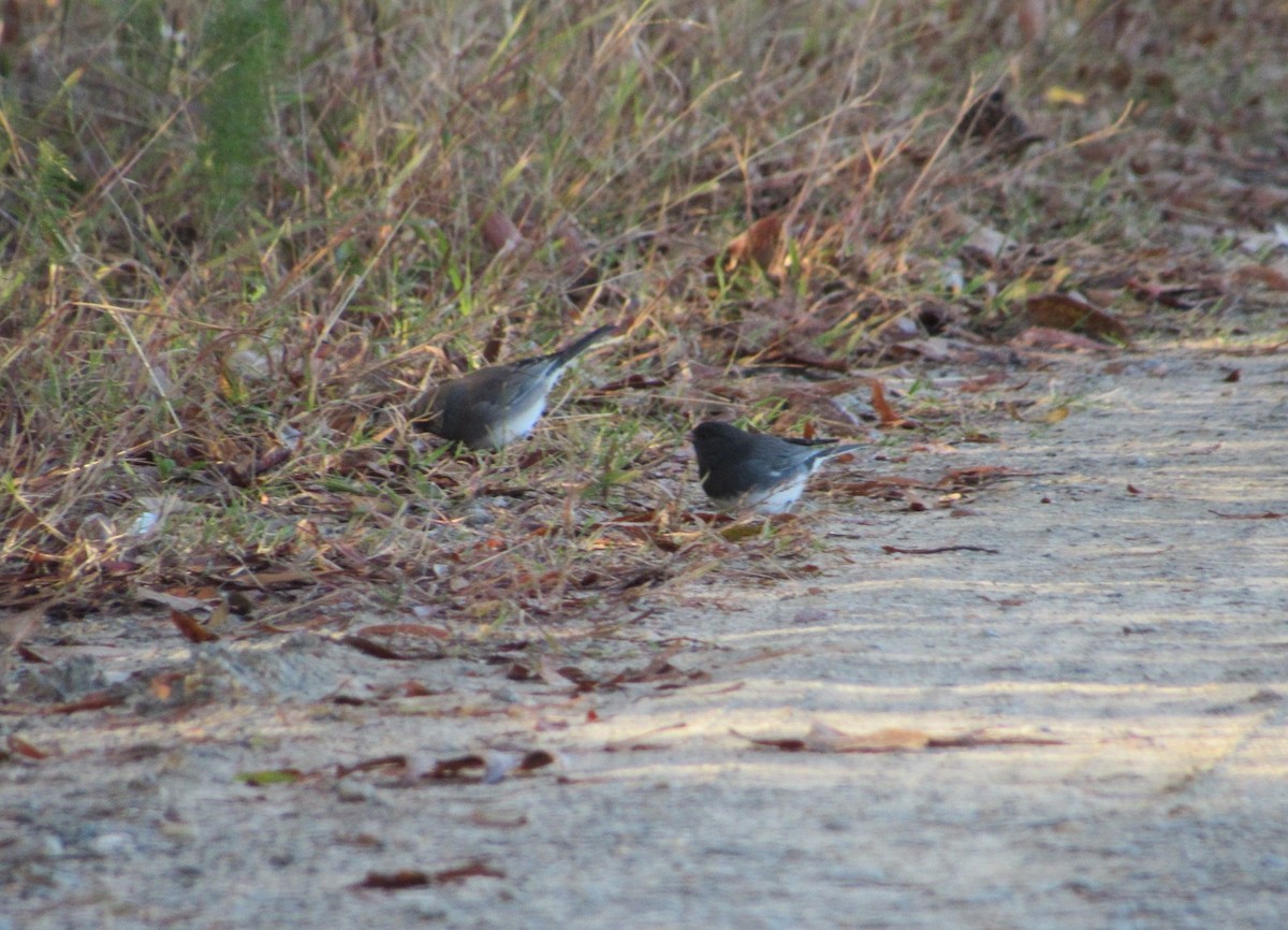 Dark-eyed Junco - ML644867013