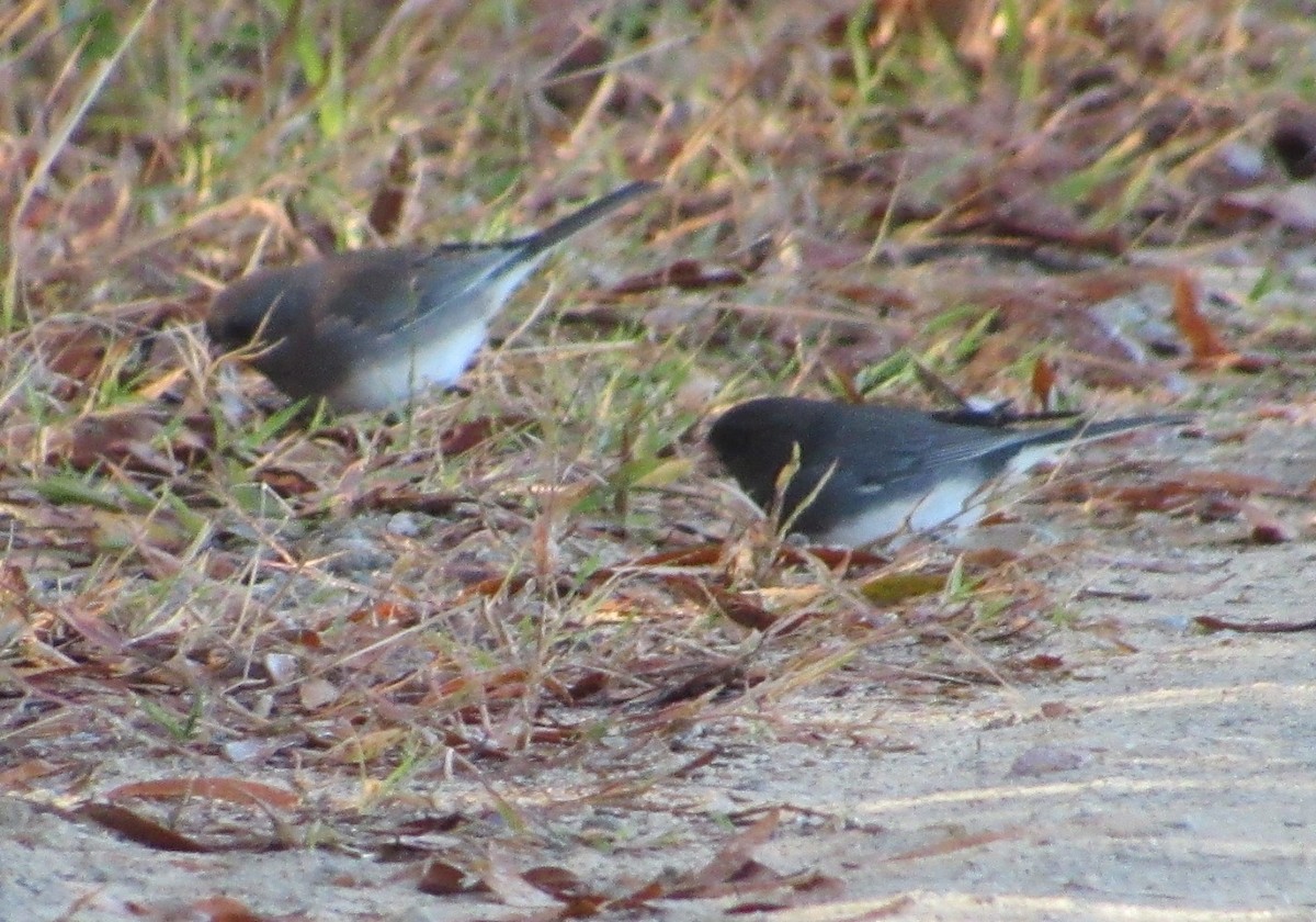 Dark-eyed Junco - ML644867014