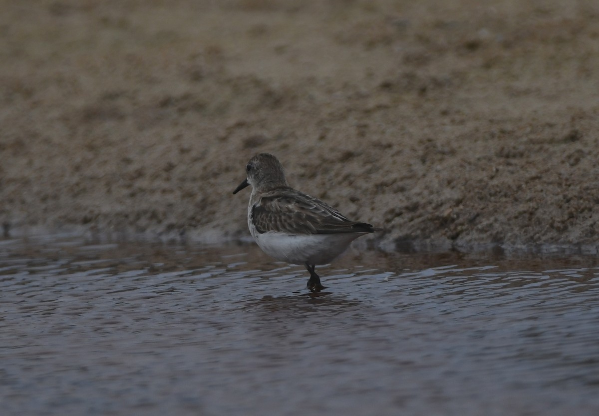 ヨーロッパトウネン - ML644867024