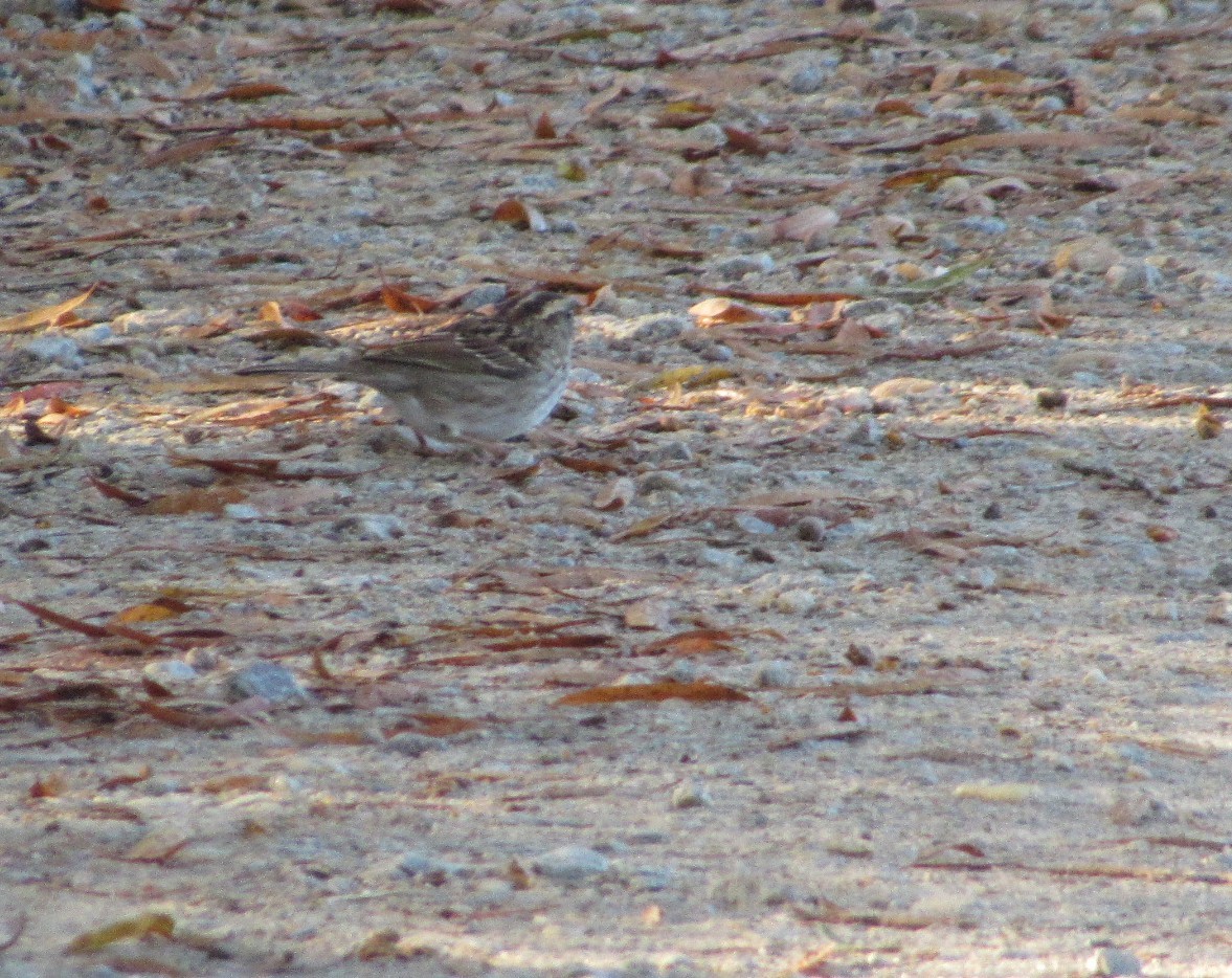 White-throated Sparrow - ML644867025