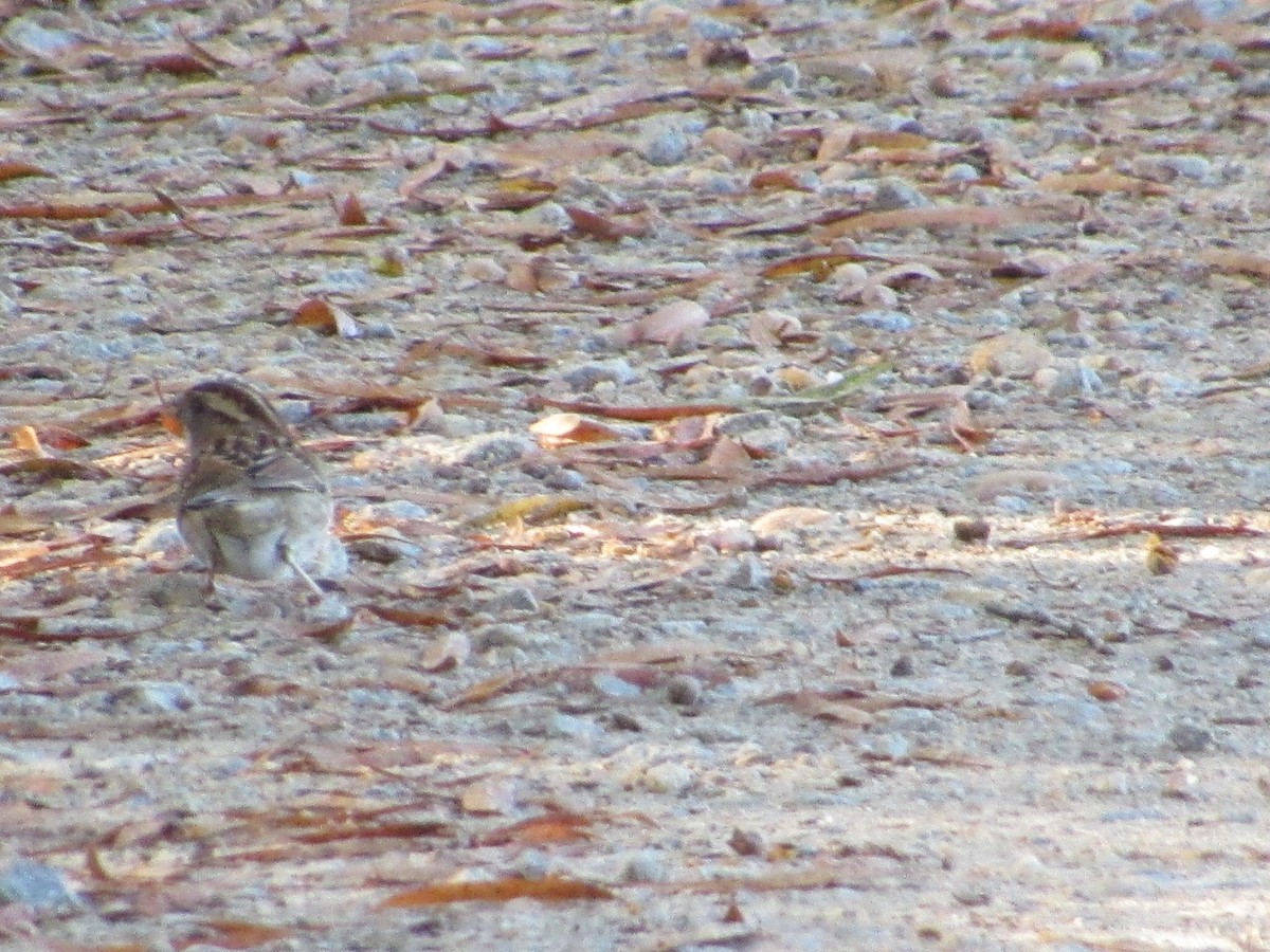 White-throated Sparrow - ML644867026