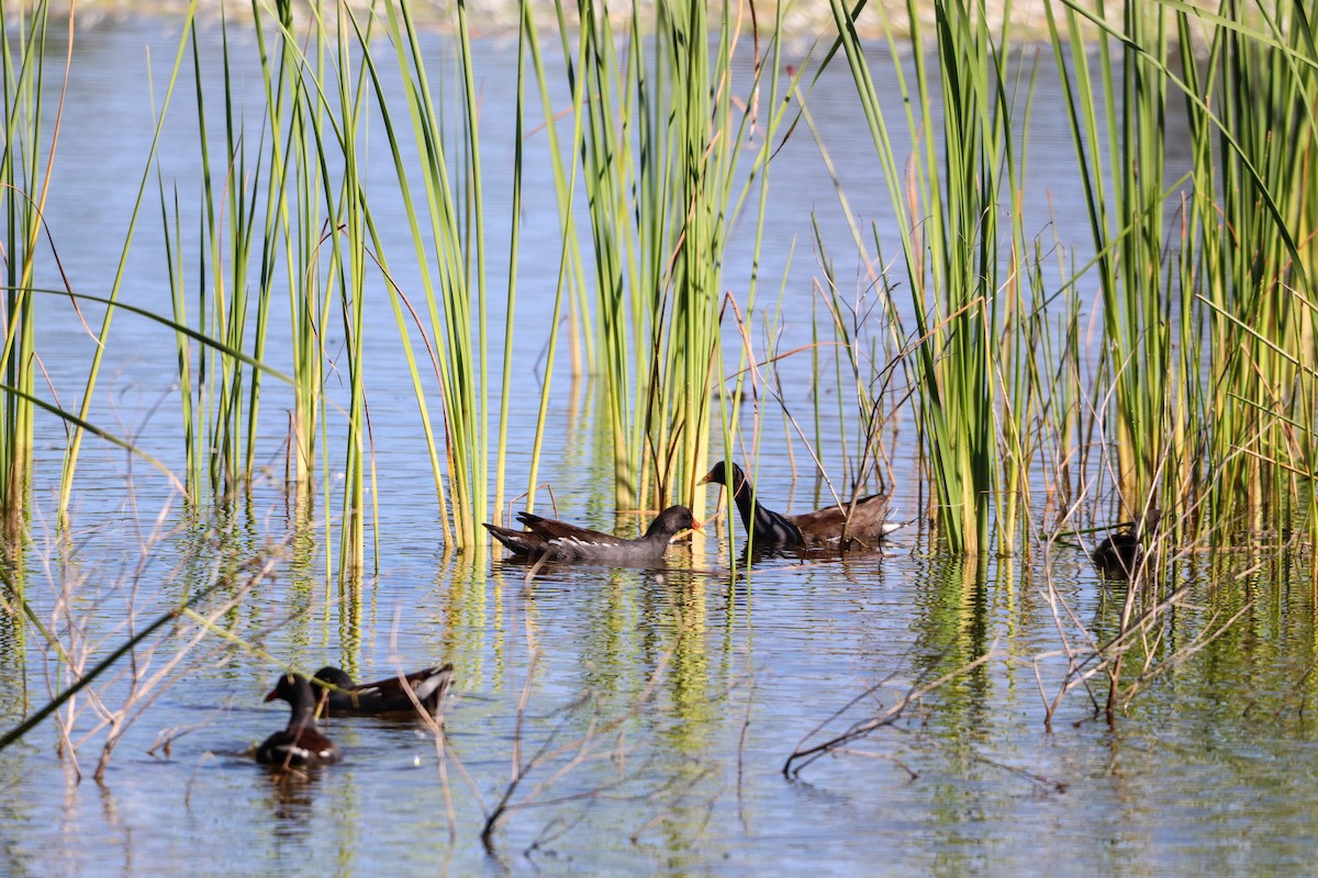 Common Gallinule - ML644867040