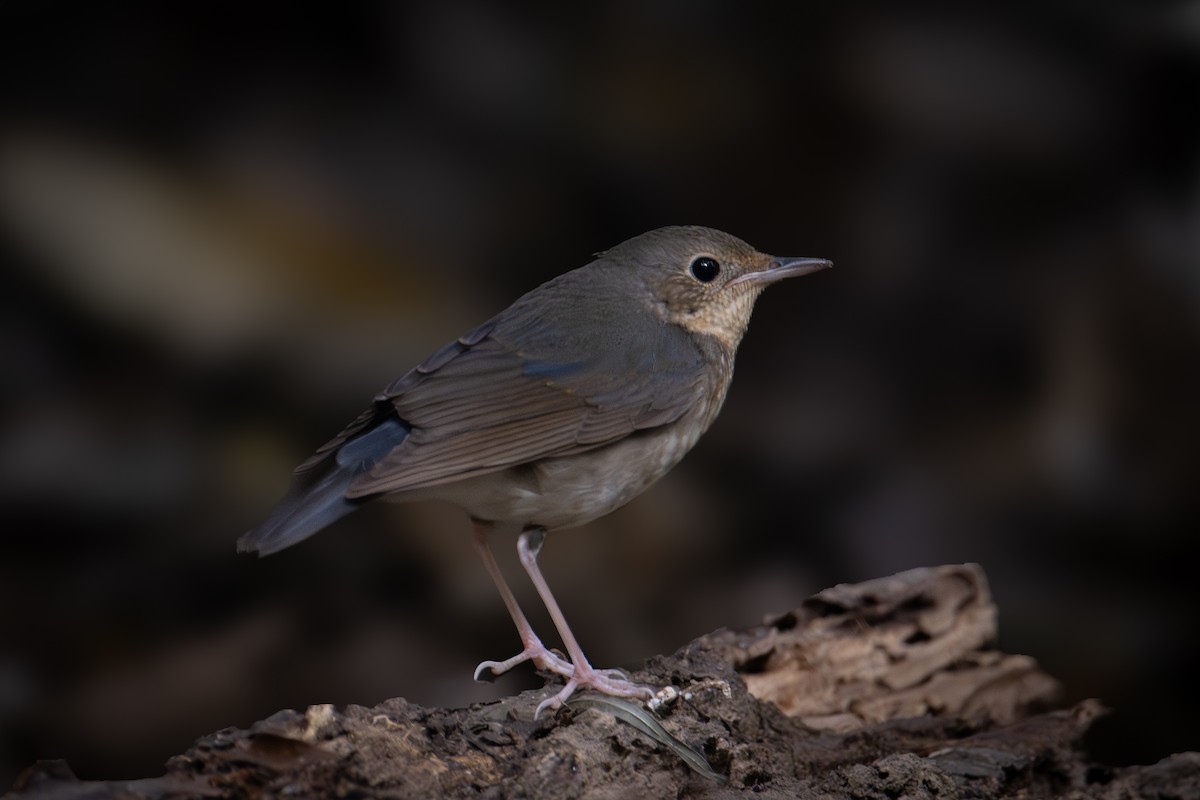Siberian Blue Robin - ML644867044