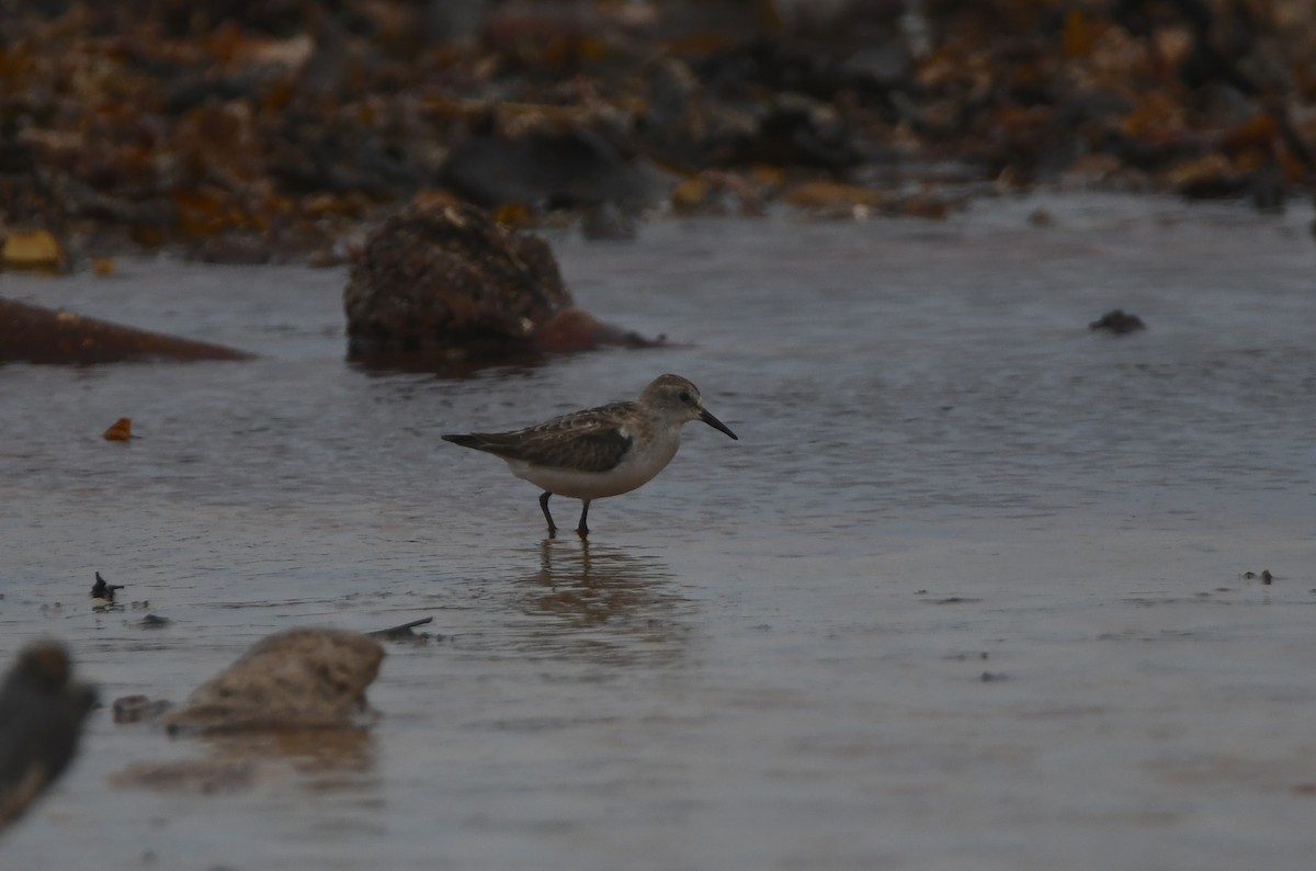 ヨーロッパトウネン - ML644867046