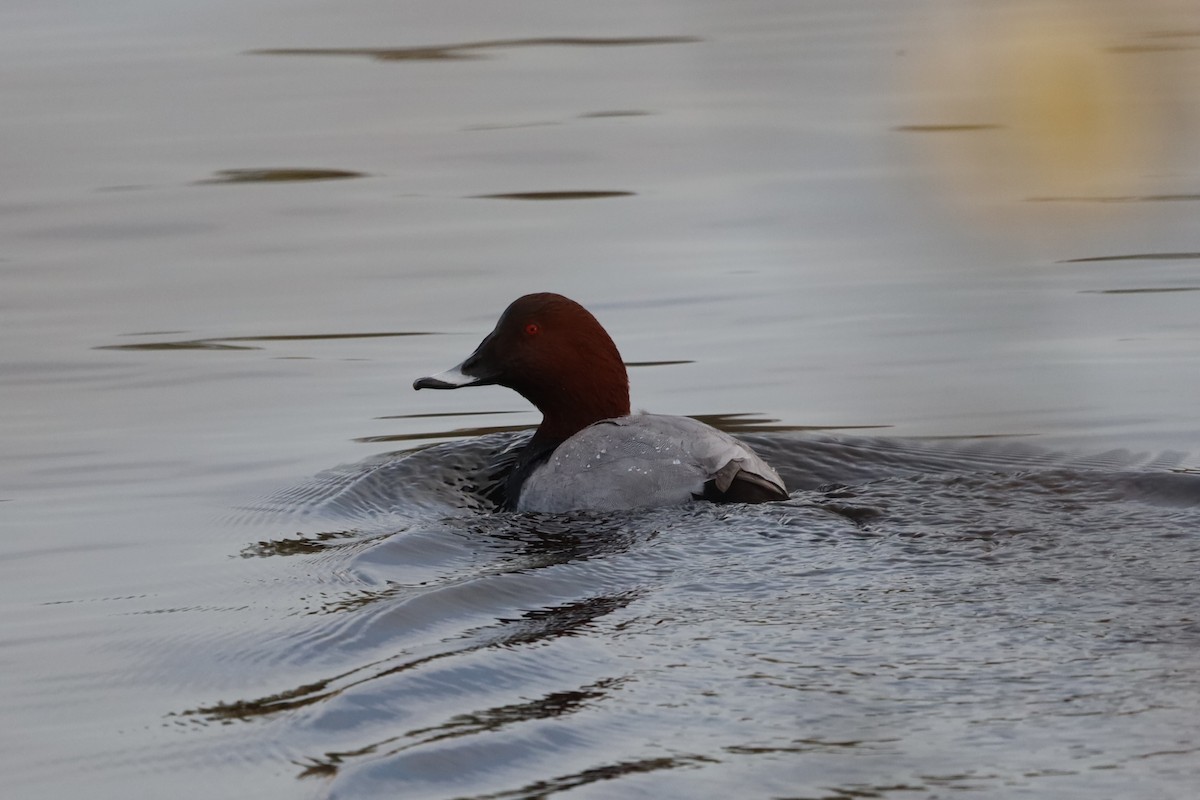 Common Pochard - ML644867050